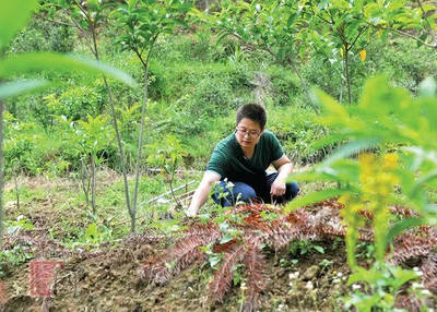 德化縣戀南山黃花遠志茶喜獲海峽兩岸最受歡迎伴手禮獎，推動林業產品創新發展