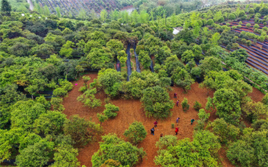 抓好大招商，賦能銅仁六大主導產業林業產品銷售高質量發展