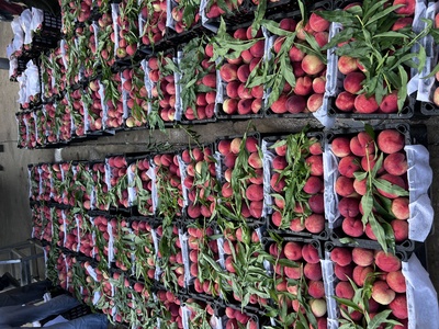 武漢新洲萬畝早熟桃搶鮮上市，預計產量突破3700萬斤助力林業產品銷售